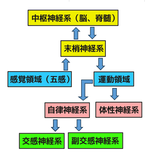 神経系